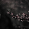 夜梅祭(4)