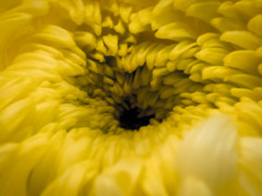 菊の孔