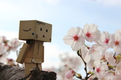 お花見