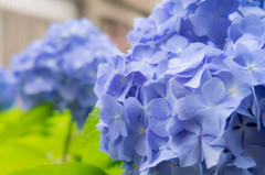 紫陽花