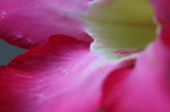 Slide of Flower