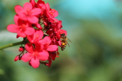 Honeybee's breakfast