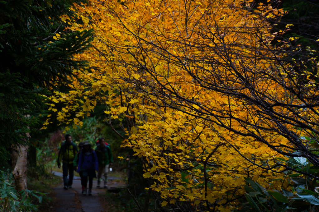 山道と紅葉