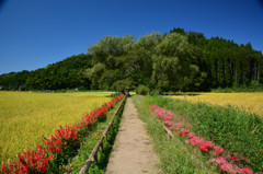 那須・芦野　遊行柳②