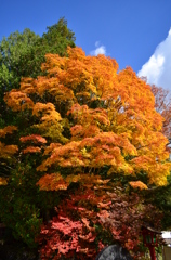 紅葉