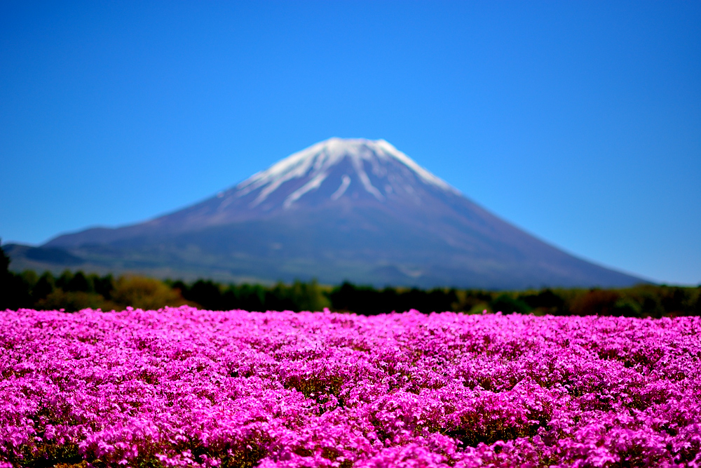 芝桜
