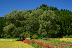 那須・芦野　遊行柳①