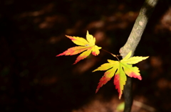 木漏れ日の中の紅葉