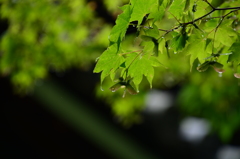 古都の緑1
