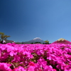桜富士