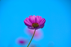 秋桜①