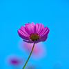 秋桜①