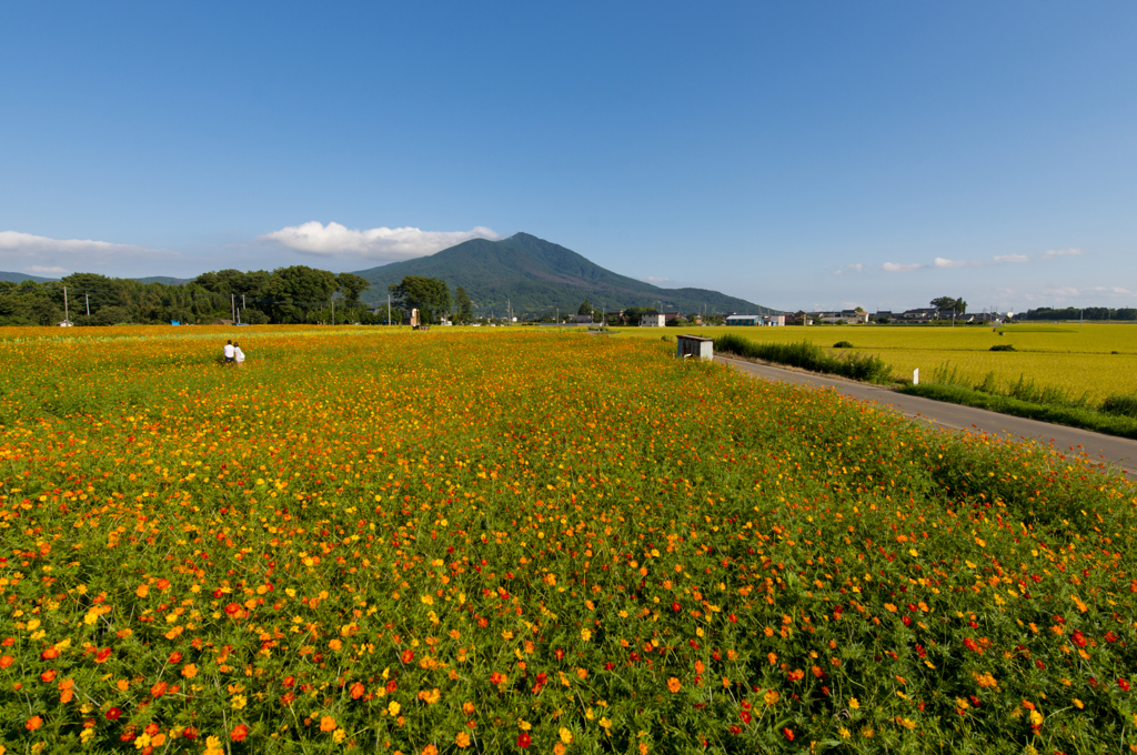 キバナコスモスと筑波山