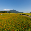 キバナコスモスと筑波山