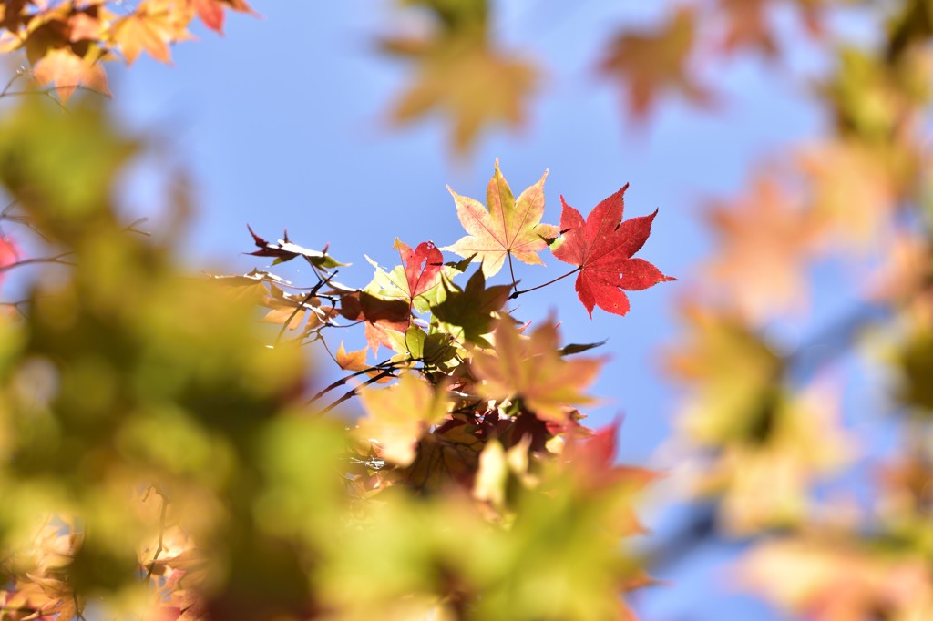 染まりゆく紅葉