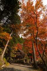 峰定寺の紅葉