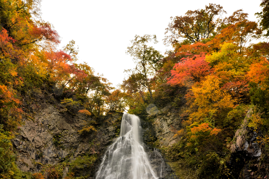 くろくまの紅葉