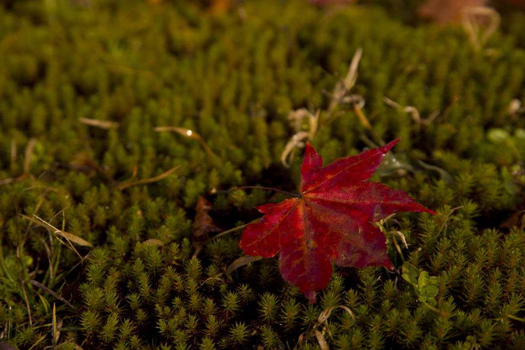 紅葉