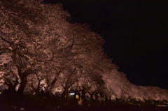 夜桜