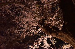 夜桜