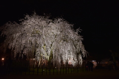 垂れ桜