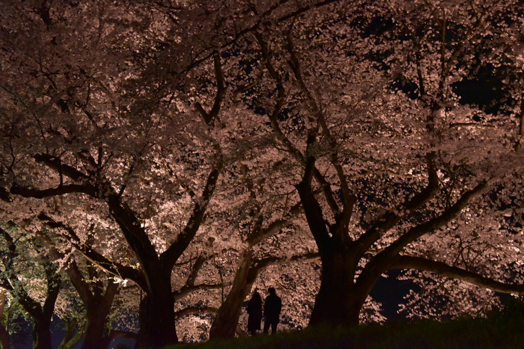 夜桜トンネル