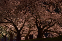 夜桜トンネル