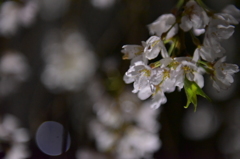 夜桜