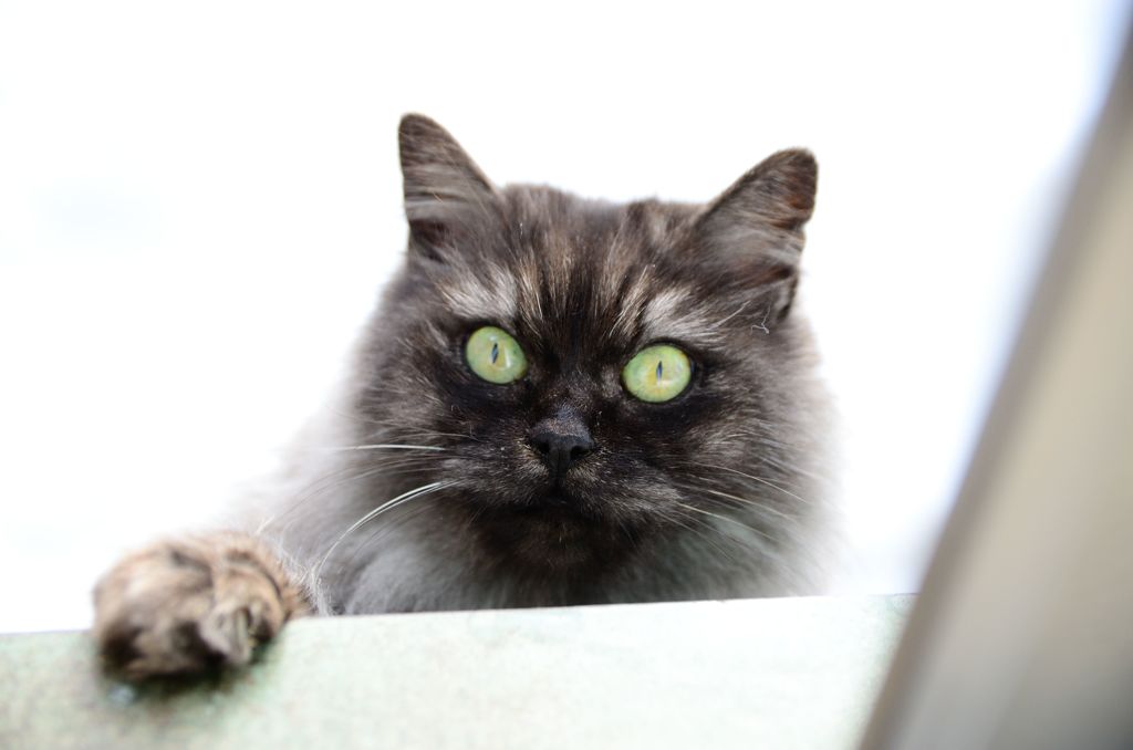 ご飯ちょーだい