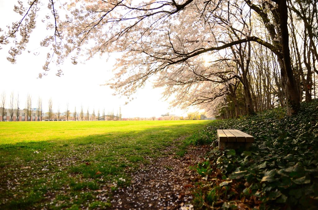 春のキャンパス