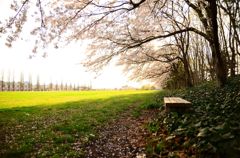 春のキャンパス