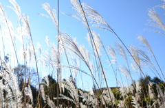 ススキと青空