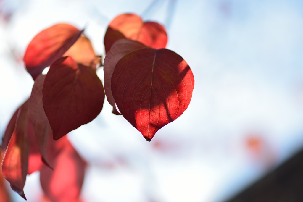 赤い葉