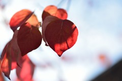 赤い葉