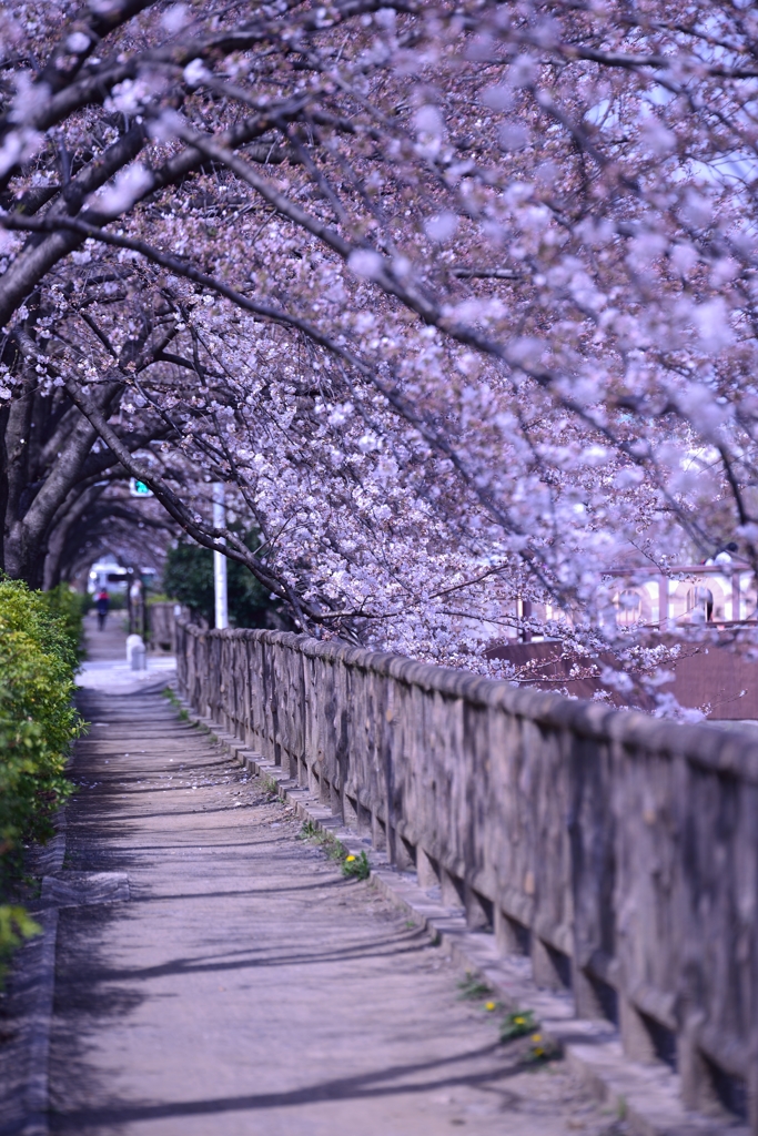 桜回廊