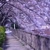 桜回廊