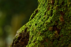 緑苔