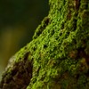 緑苔