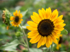 向日葵