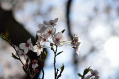 桜