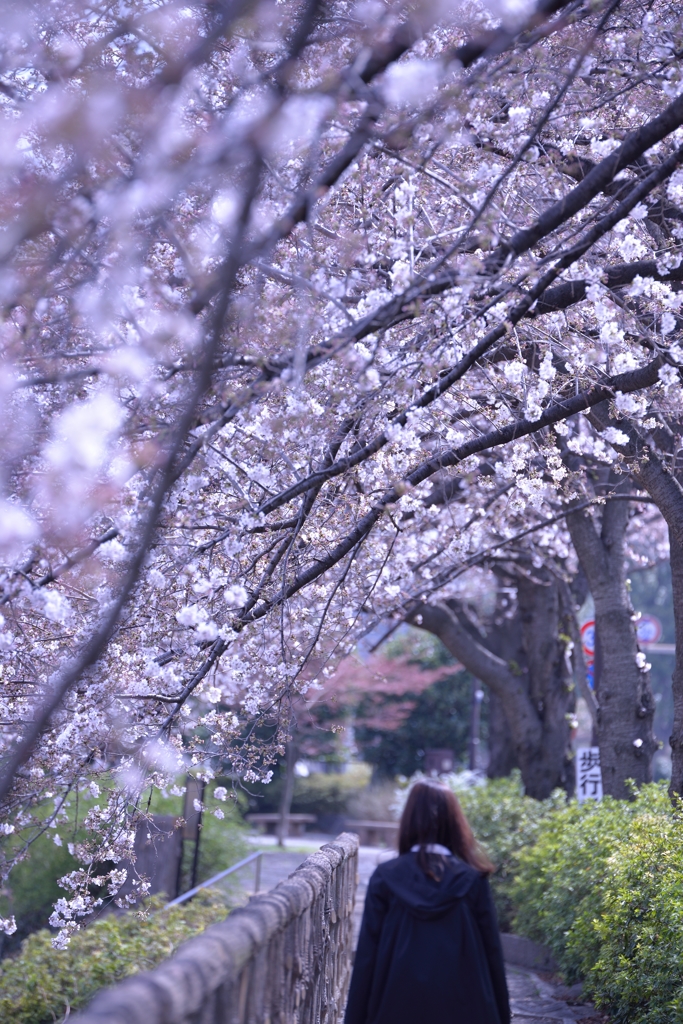 桜並木