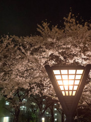 夜桜