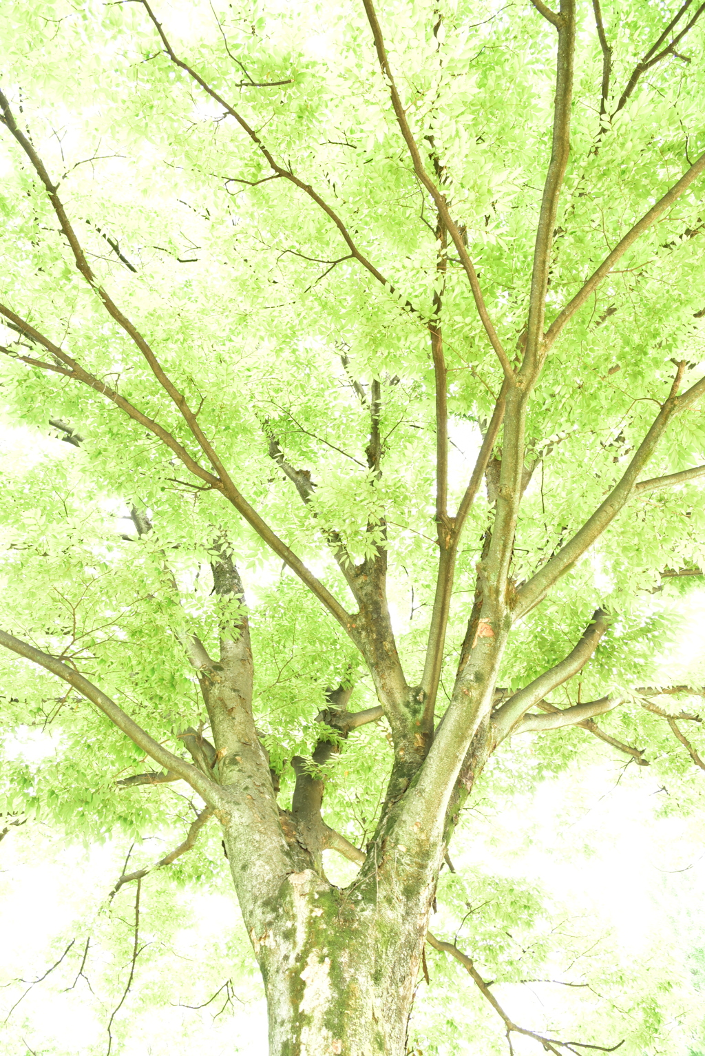 ゆめ