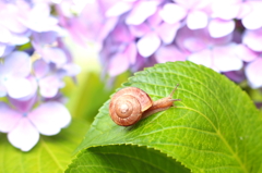 えっさこら
