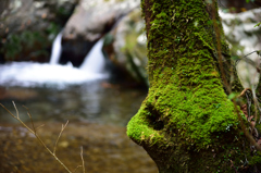 苔生す小川