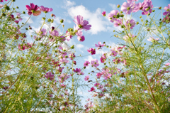 猫目線な秋桜