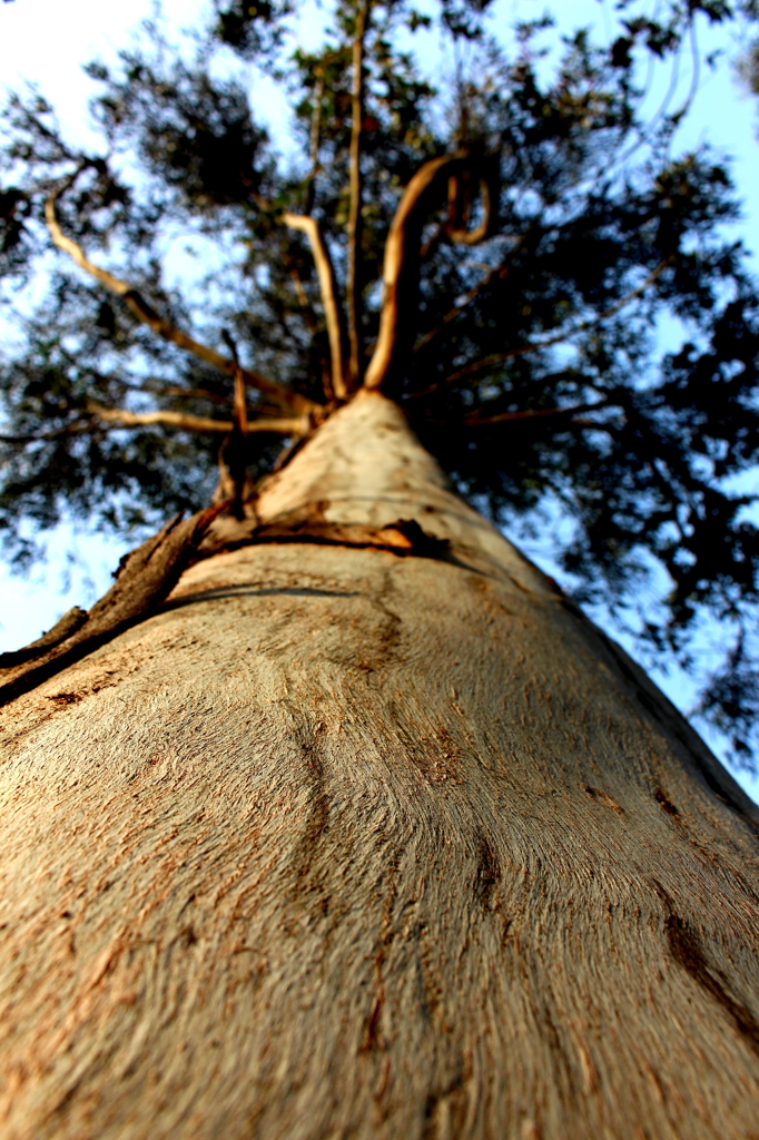 trunk 幹