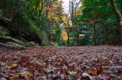 秋深まった森林道