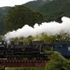 新緑の川根路