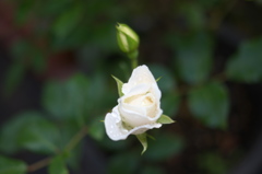 IMGP3148